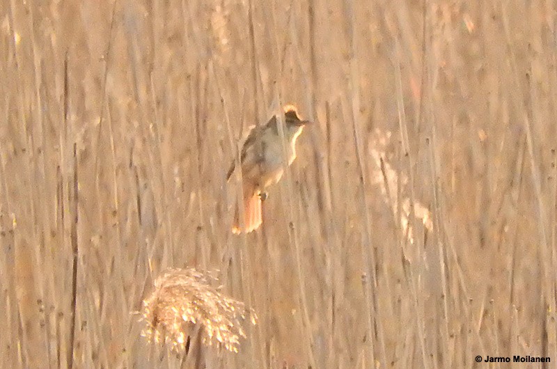 Great Reed Warbler - ML452309371