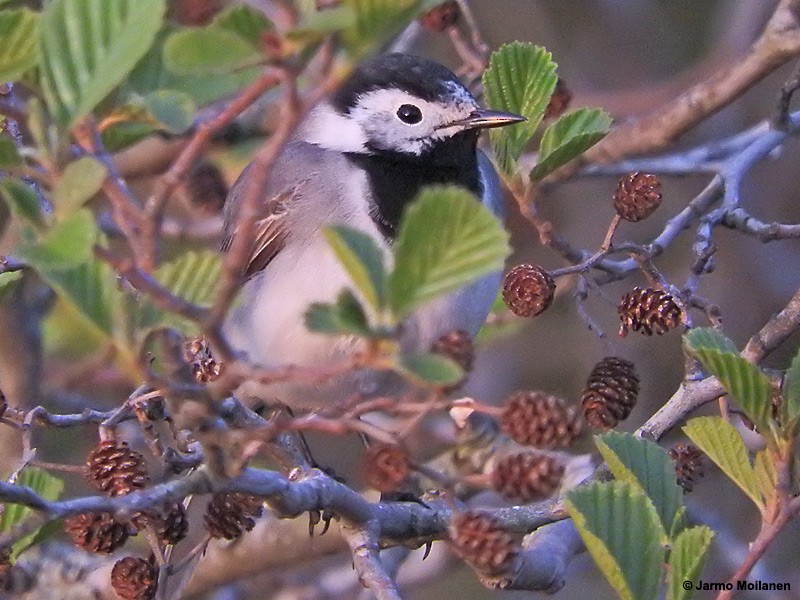 White Wagtail - ML452309431