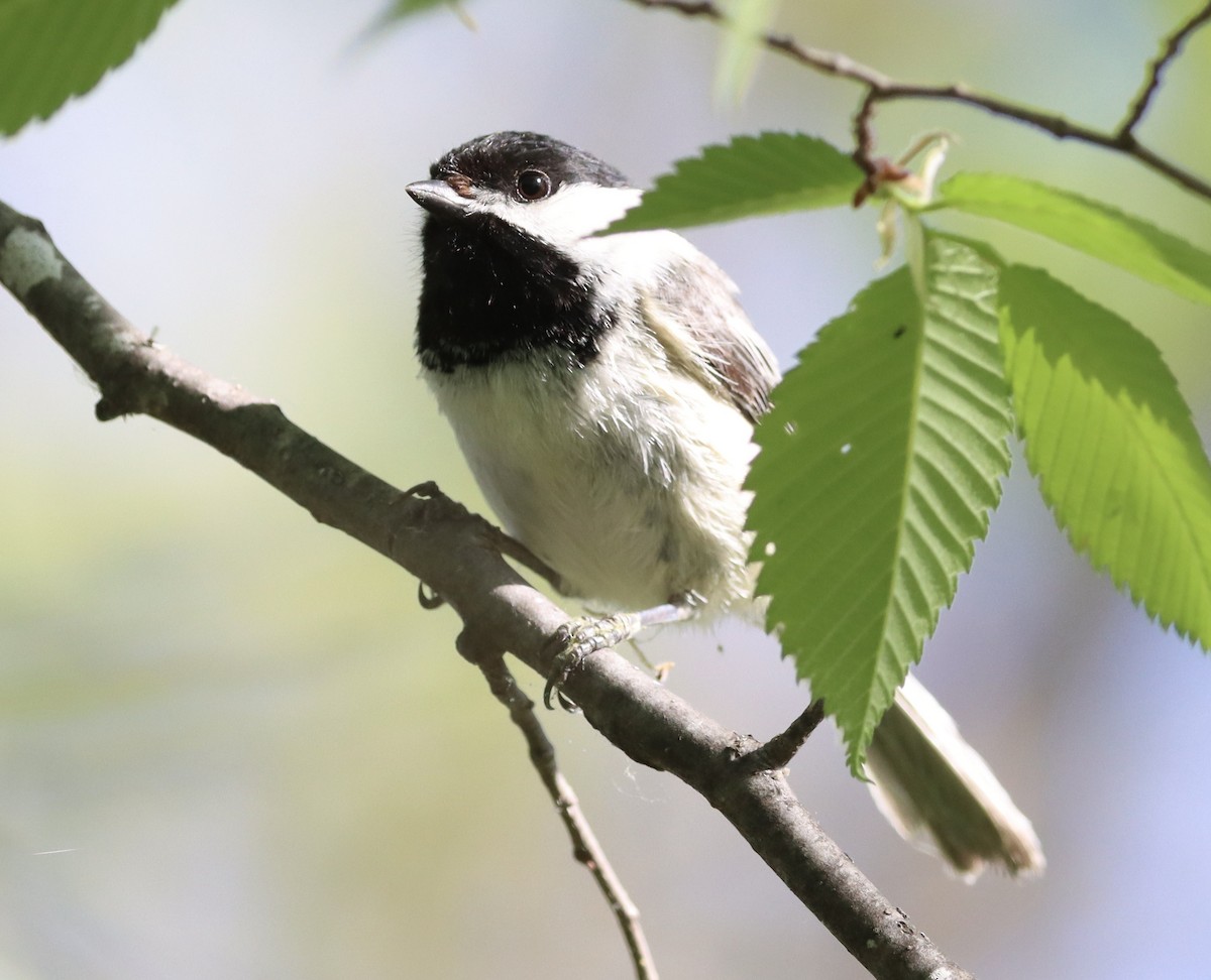 Black-capped Chickadee - ML452309551