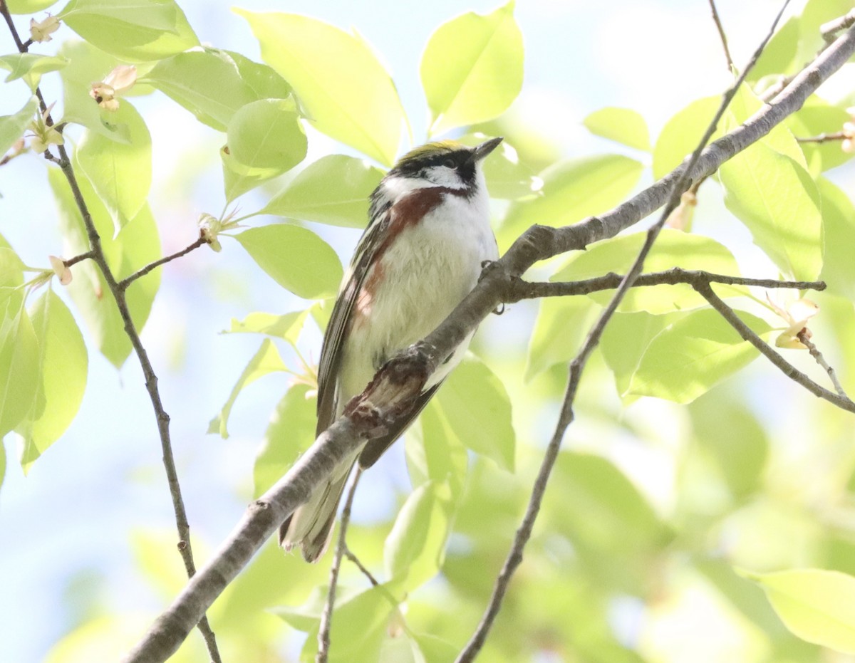 Chestnut-sided Warbler - ML452309591