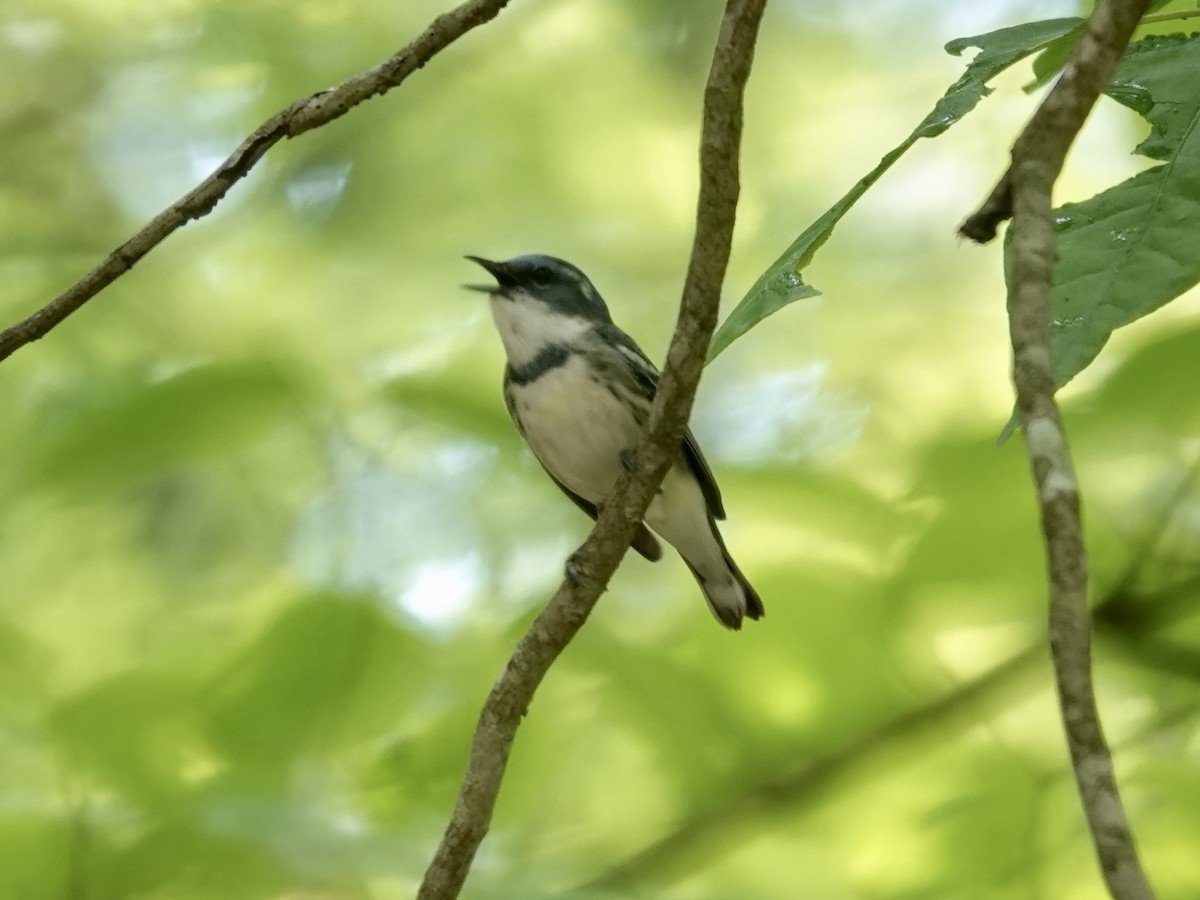 Cerulean Warbler - ML452310081