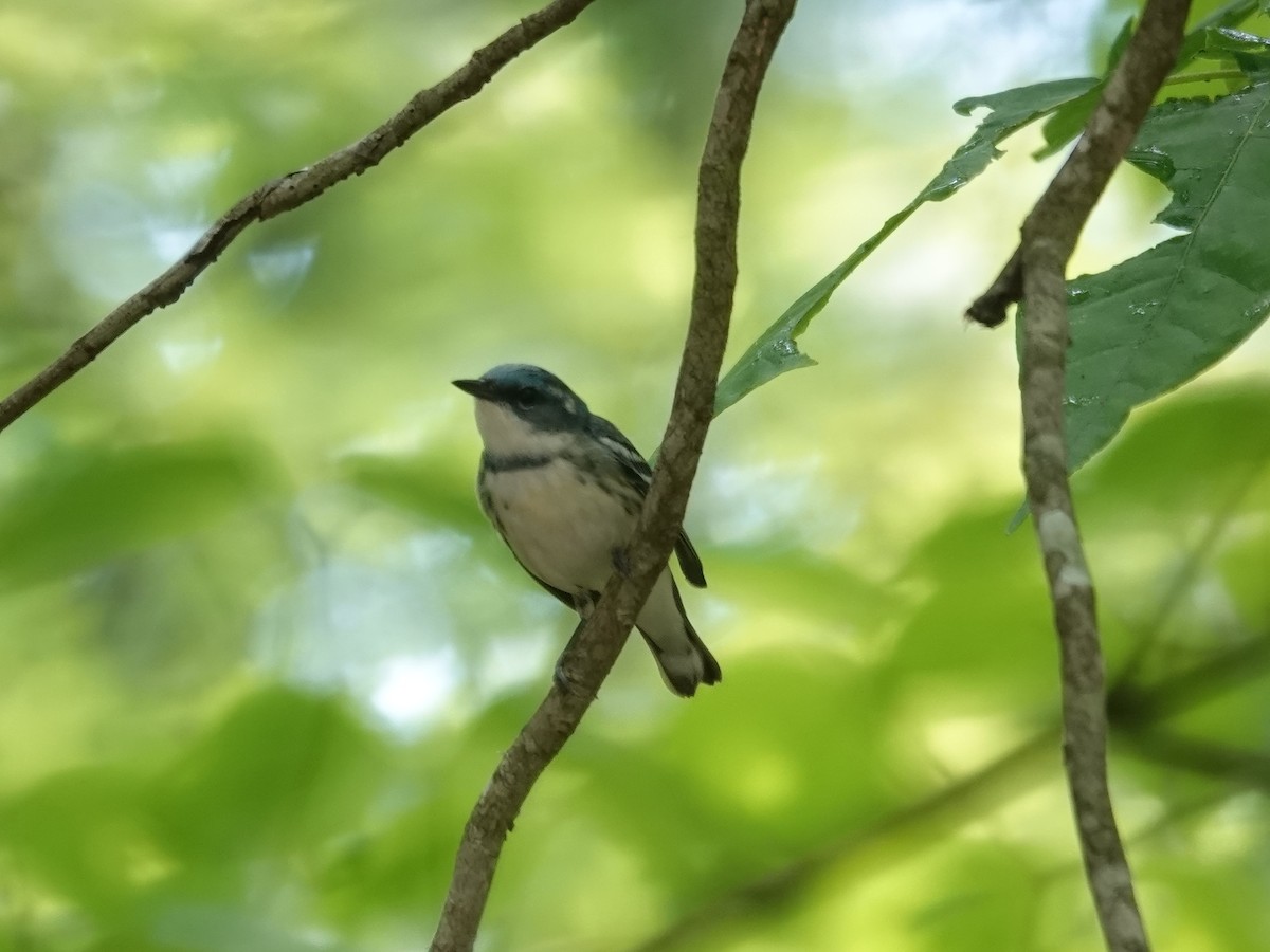 Cerulean Warbler - ML452310161