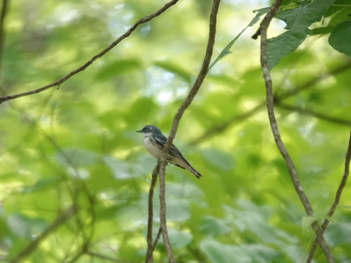 Cerulean Warbler - June McDaniels