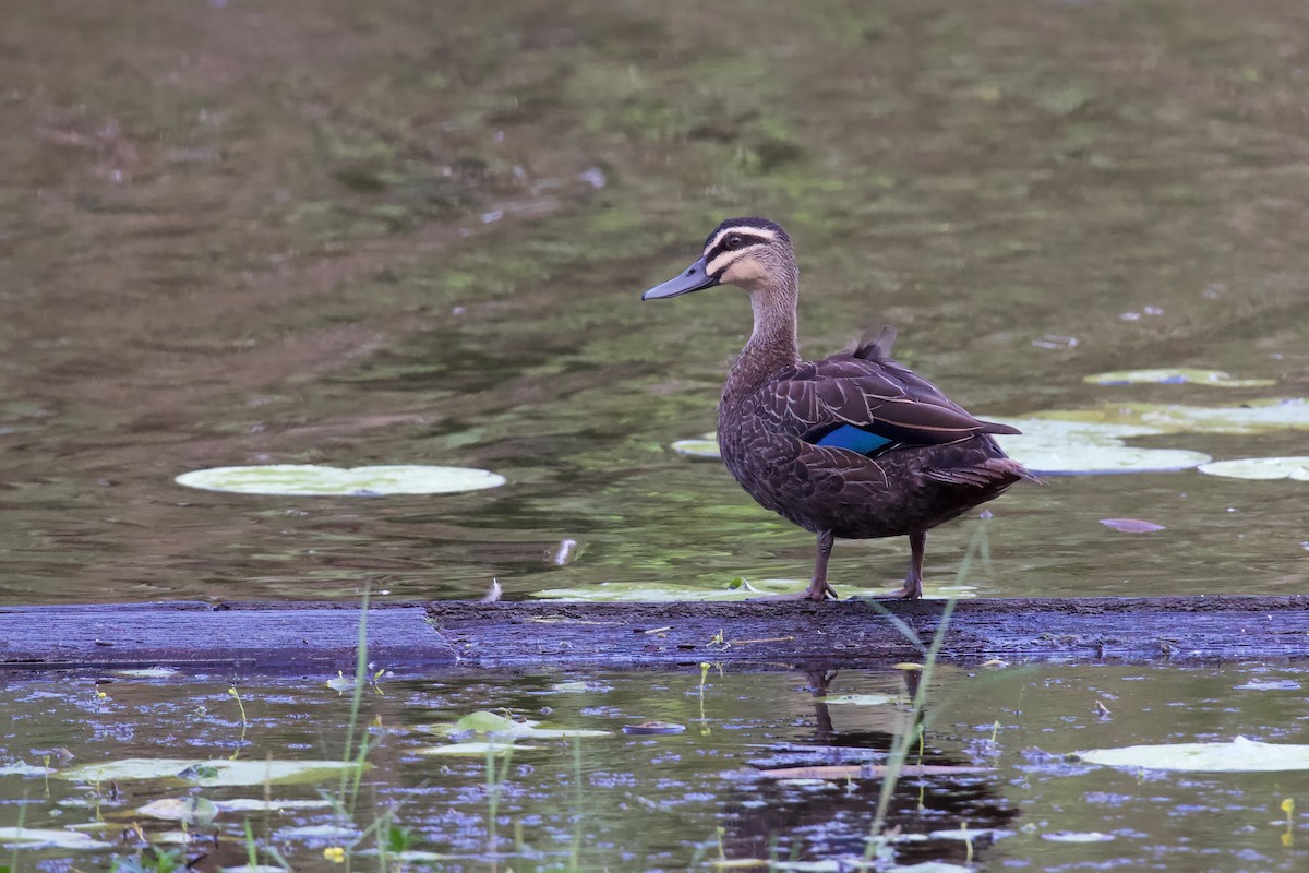 Pacific Black Duck - Dennis Devers