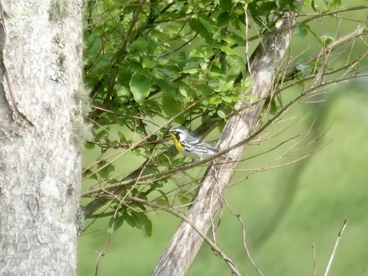 Yellow-throated Warbler - ML452311411
