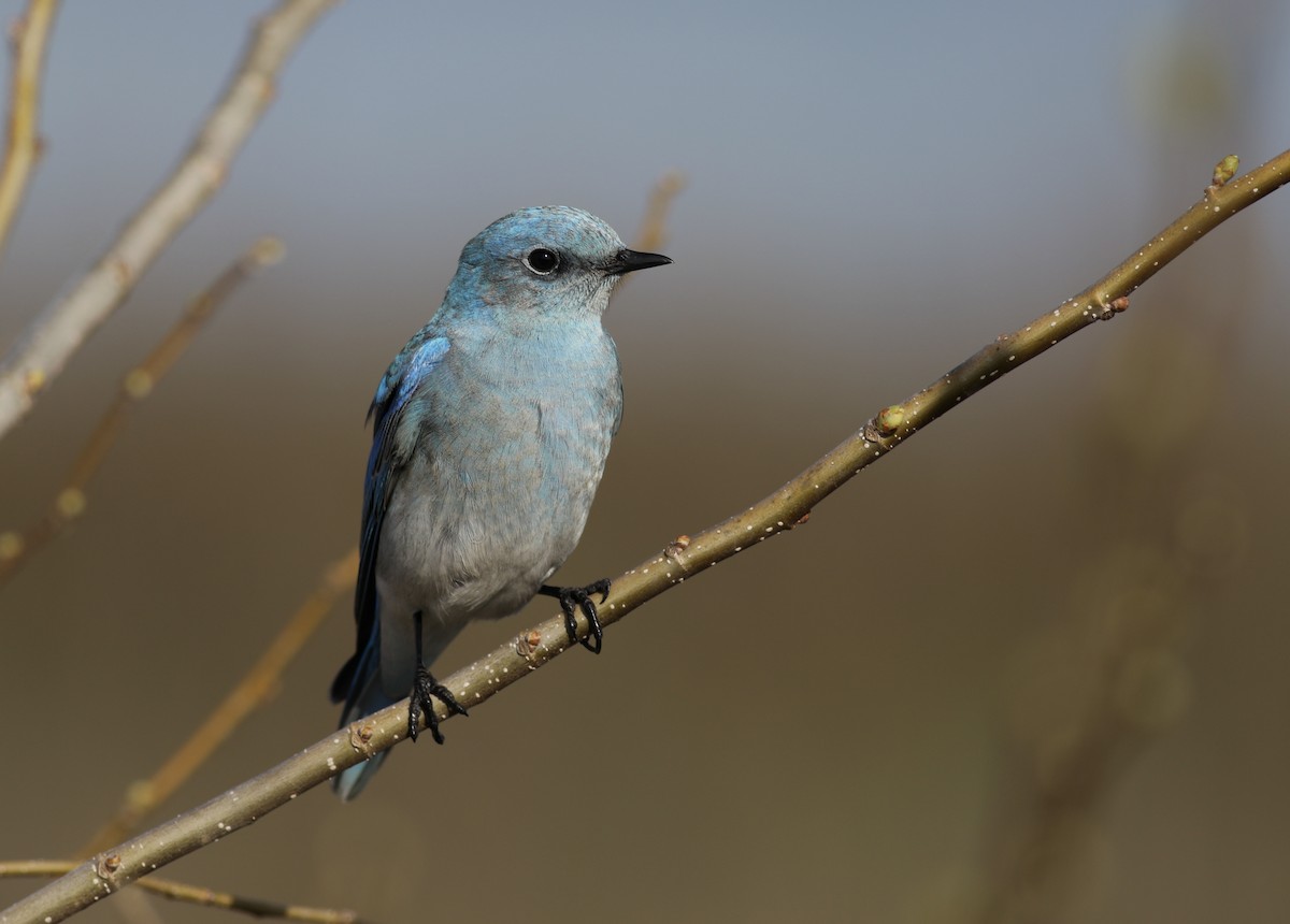 Mountain Bluebird - ML452312491