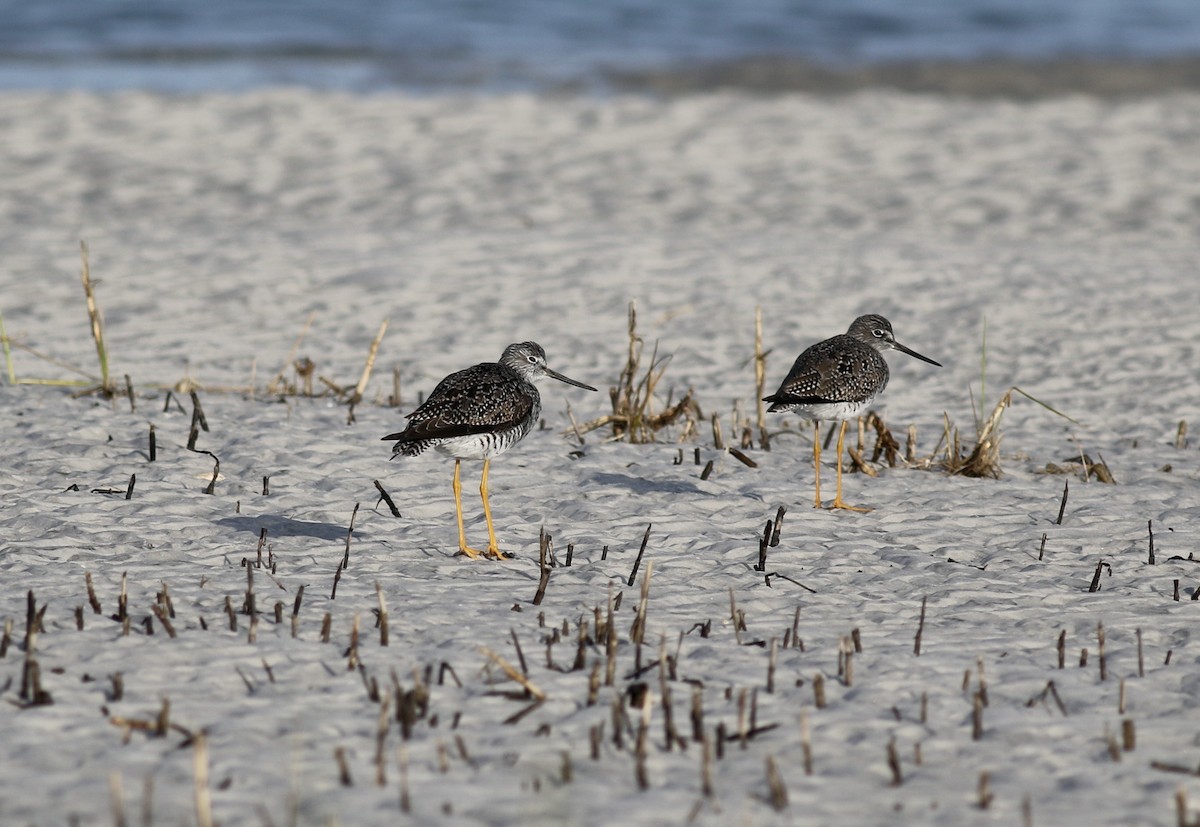 Greater Yellowlegs - ML452313501