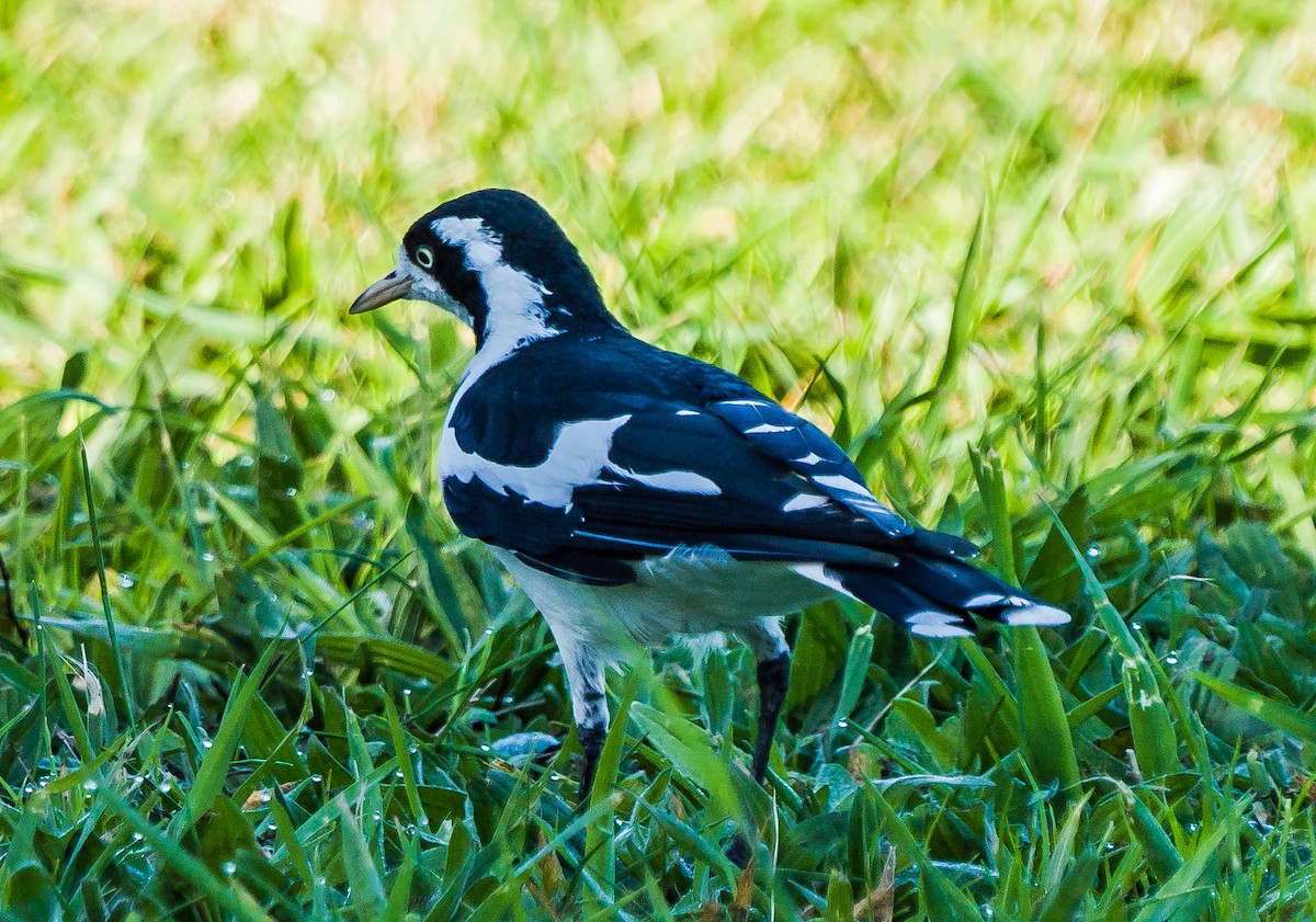 Magpie-lark - ML452313961