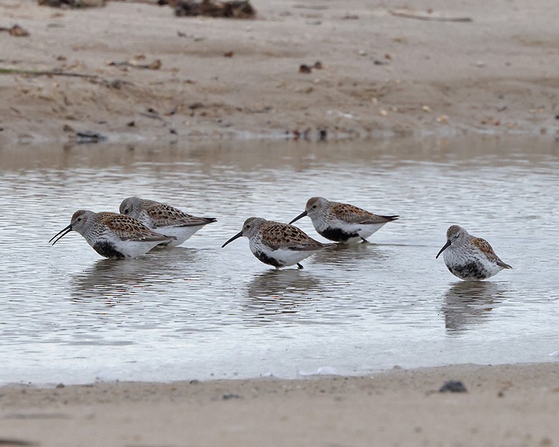 Dunlin - Ed Kaminski