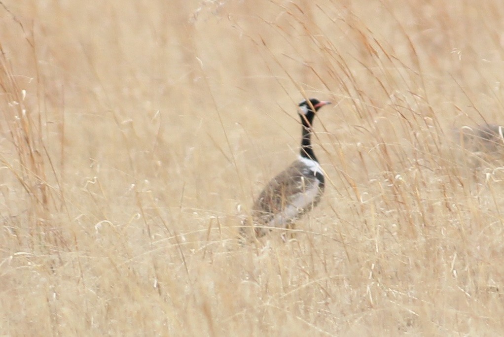 White-quilled Bustard - Hendrik Swanepoel