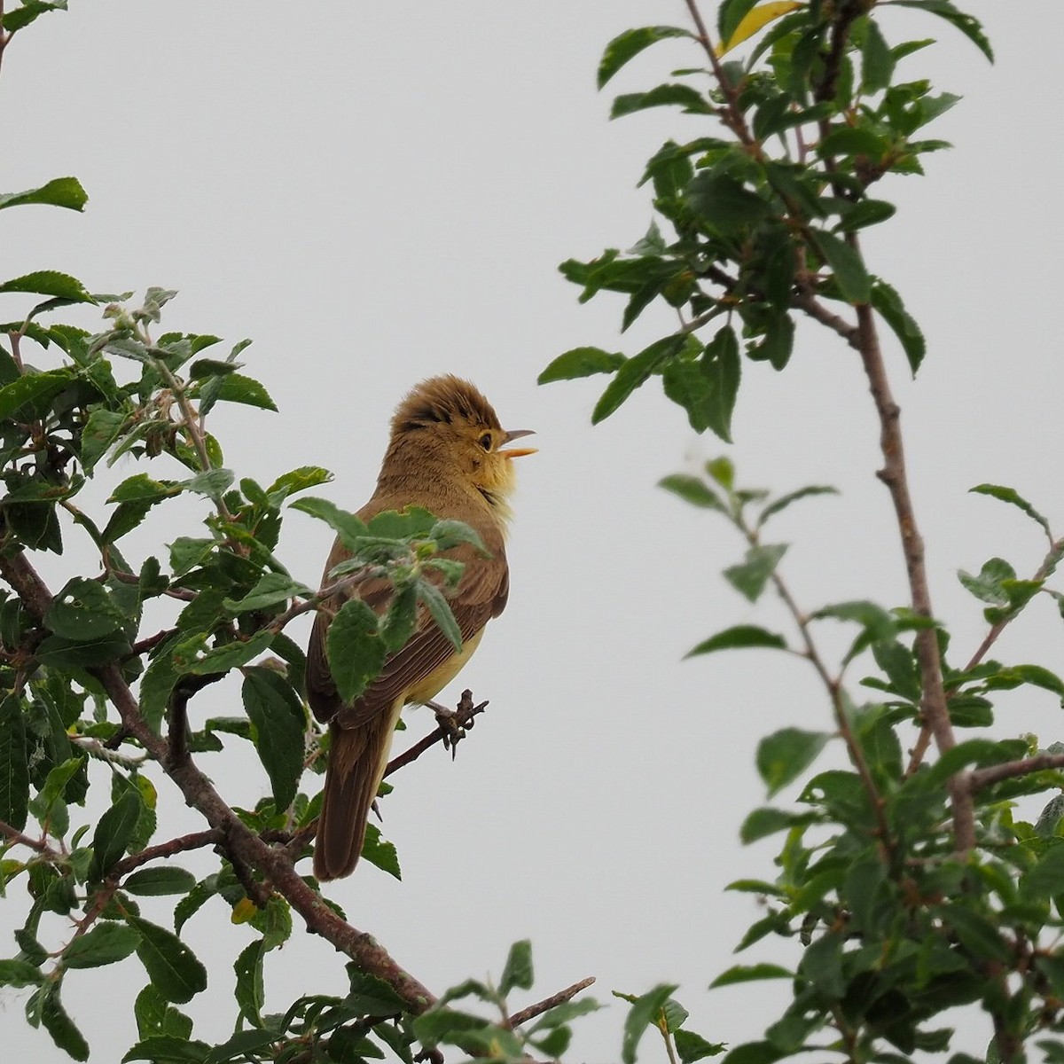 Melodious Warbler - ML452319301
