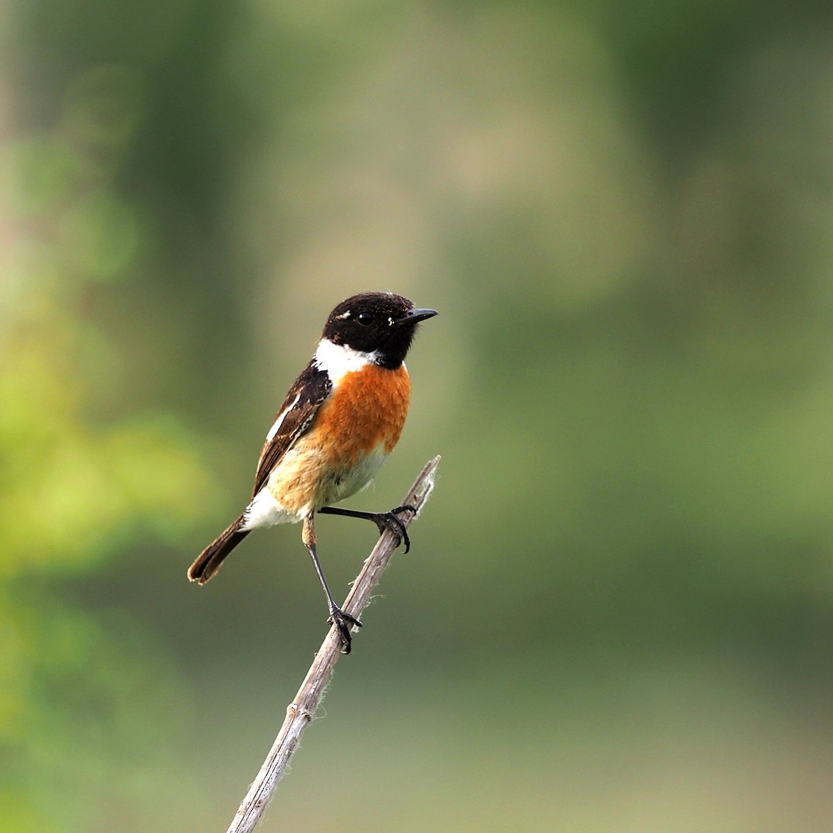 European Stonechat - ML452319391