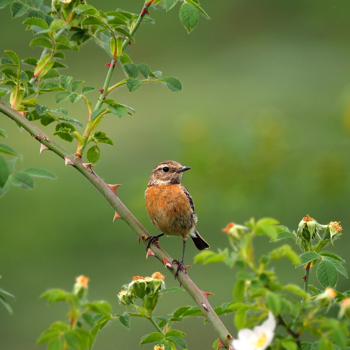 European Stonechat - ML452319491