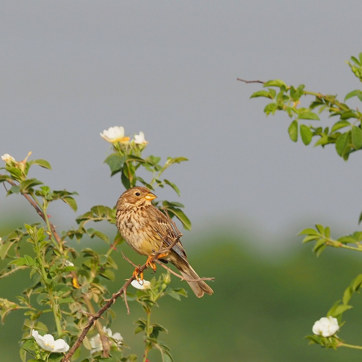 Corn Bunting - ML452319631