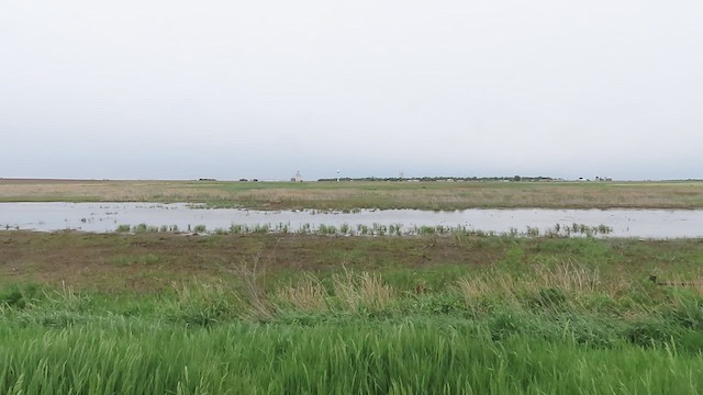 Red-necked Phalarope - ML452320051