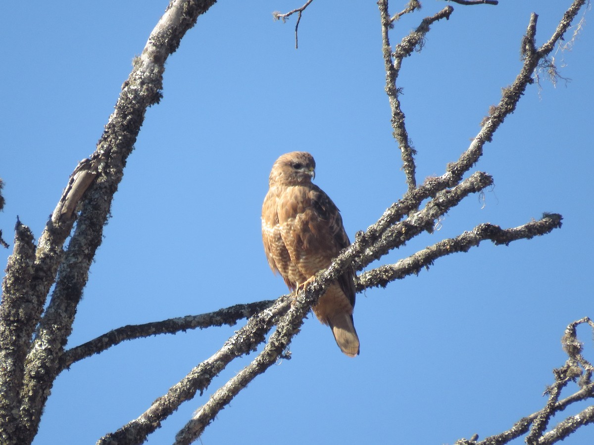 Канюк звичайний - ML452321431