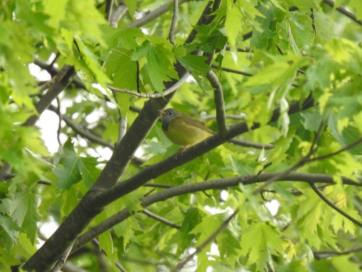 Connecticut Warbler - ML452322591