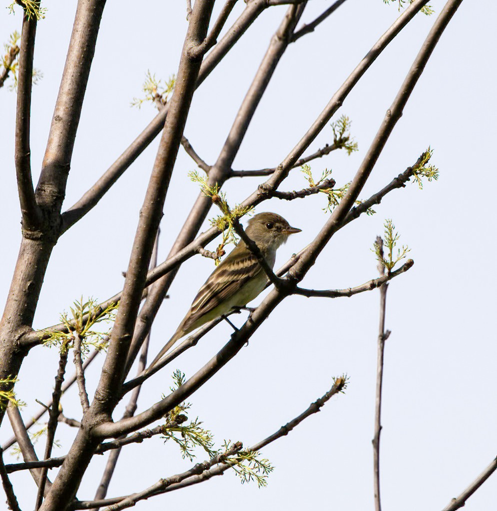 Willow Flycatcher - ML452323431