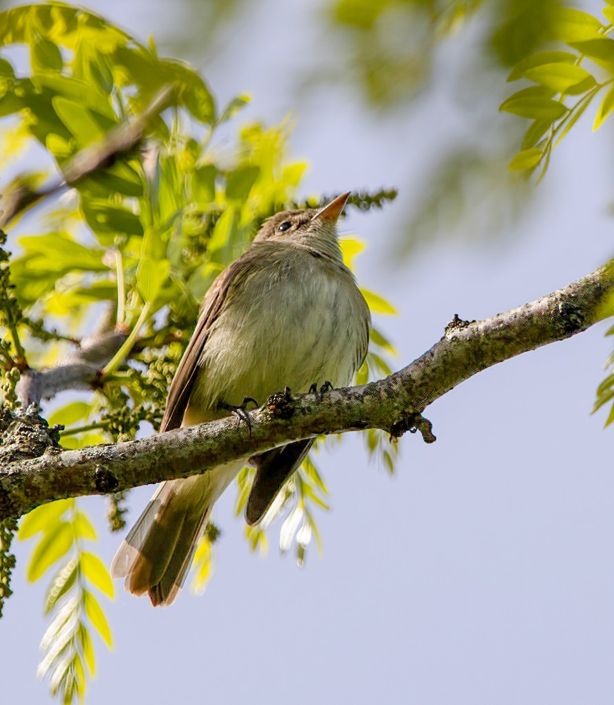 Willow Flycatcher - ML452323441