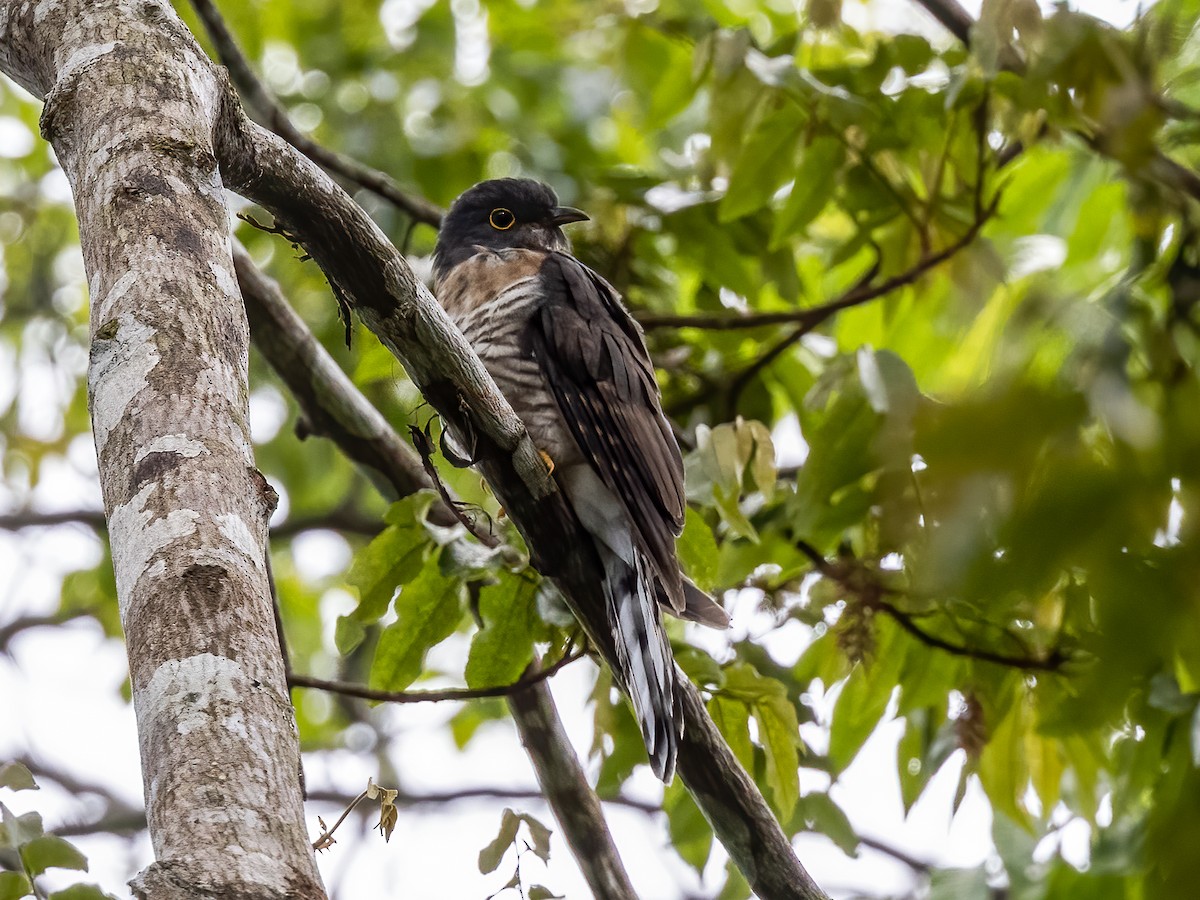 Dark Hawk-Cuckoo - ML452323601