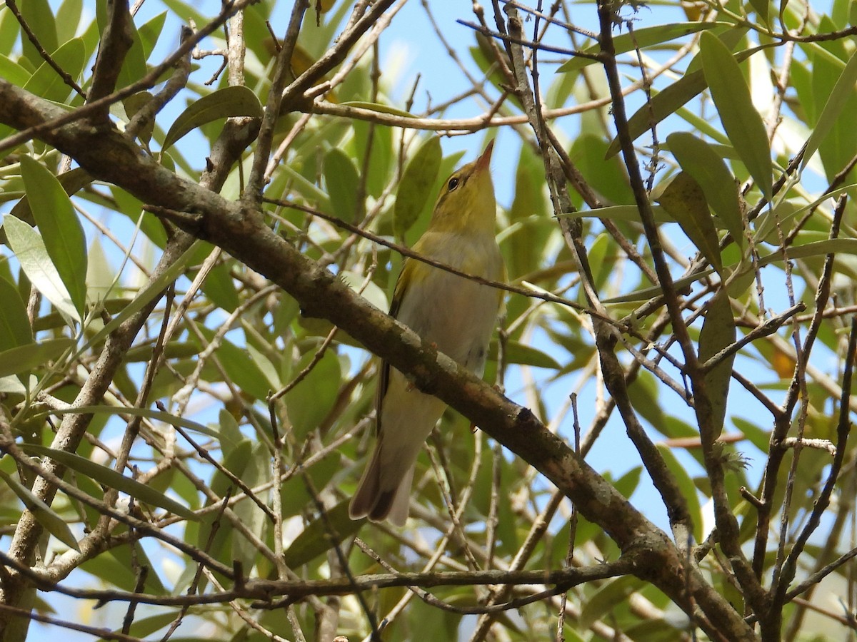 Mosquitero Silbador - ML452324631