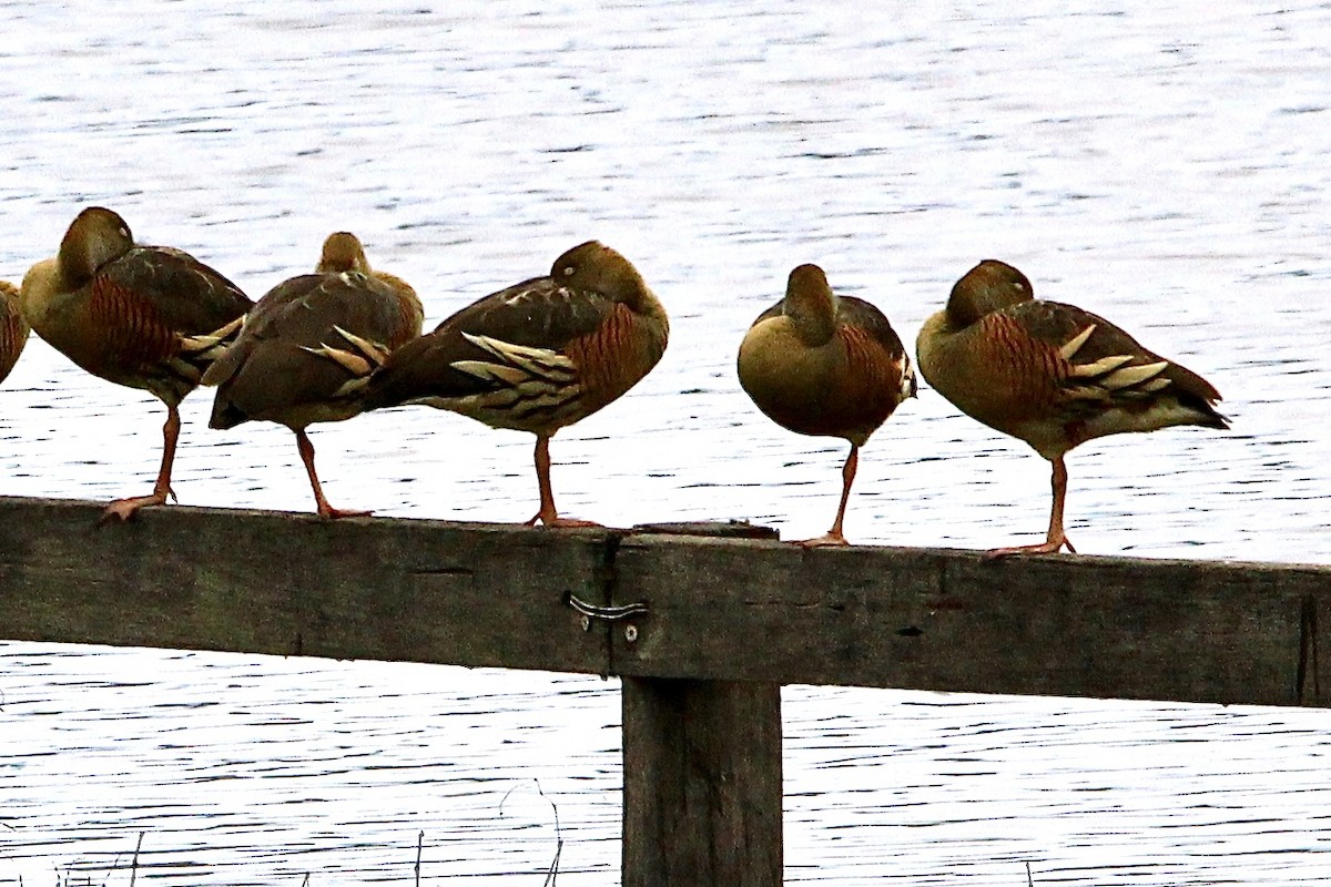 Plumed Whistling-Duck - Pauline and Ray Priest