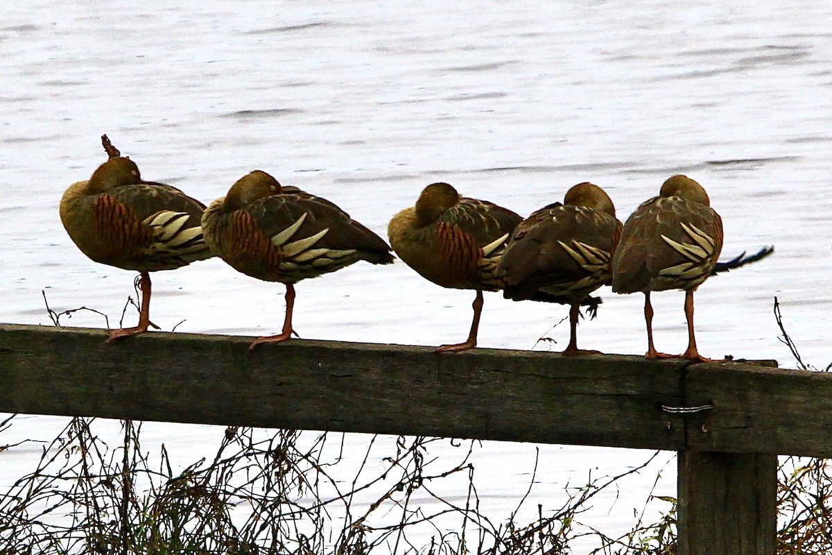 Plumed Whistling-Duck - Pauline and Ray Priest