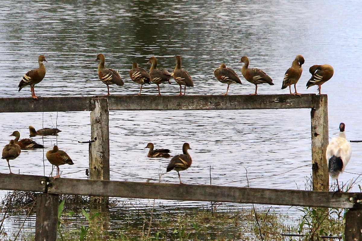 Plumed Whistling-Duck - Pauline and Ray Priest