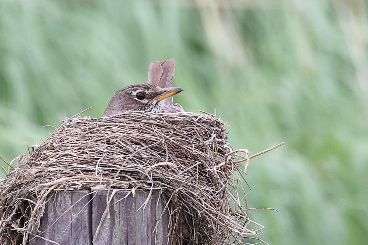 American Robin - ML452325321