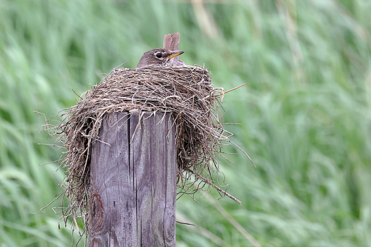 American Robin - ML452325331
