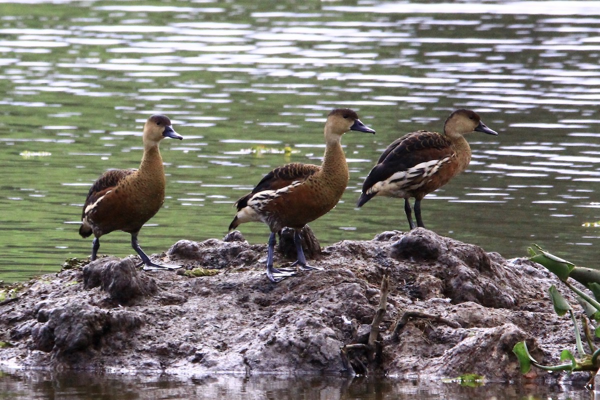 Wandering Whistling-Duck - Pauline and Ray Priest