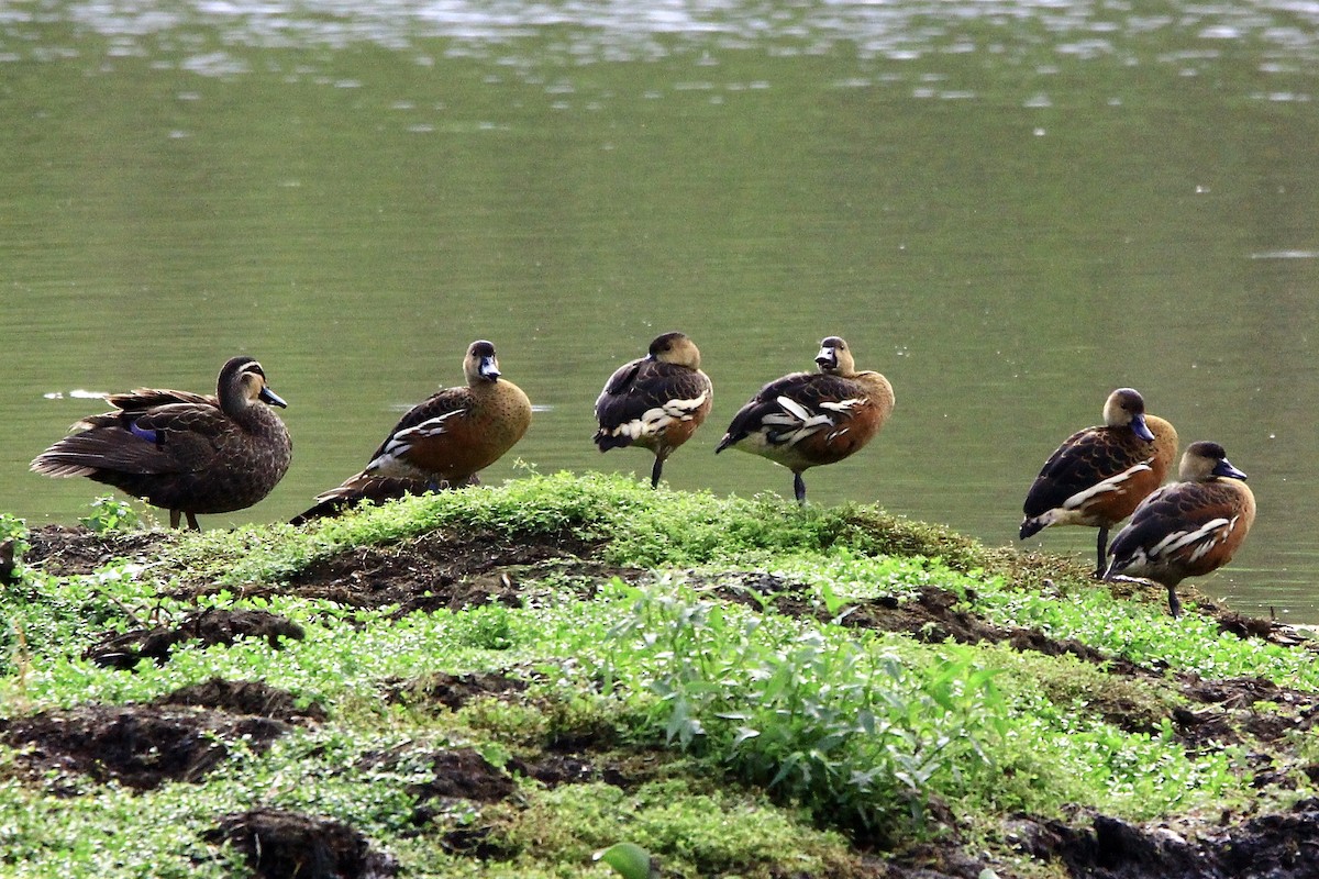 Wandering Whistling-Duck - ML452325391