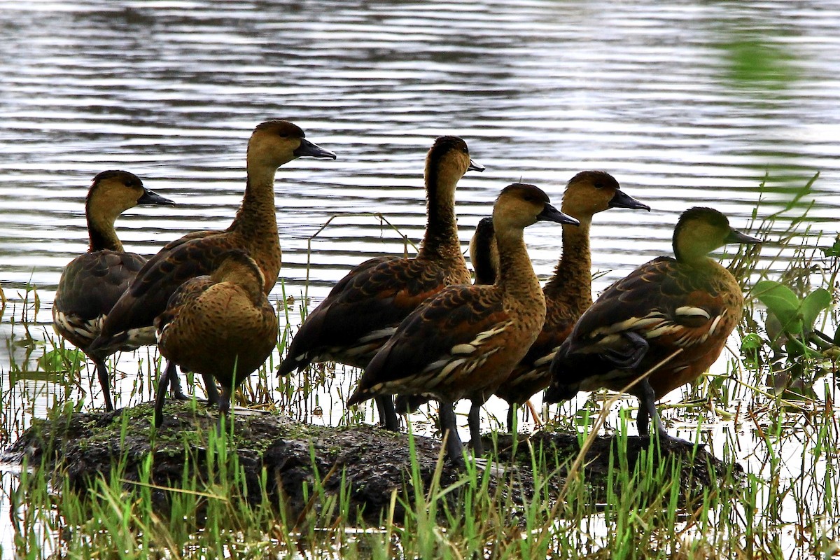 Dendrocygne à lunules - ML452325451