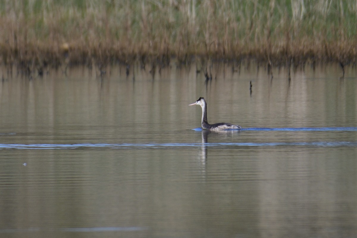 Great Crested Grebe - ML452325801