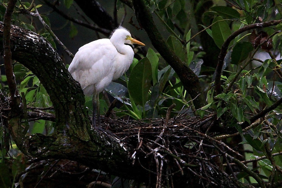 Plumed Egret - Pauline and Ray Priest