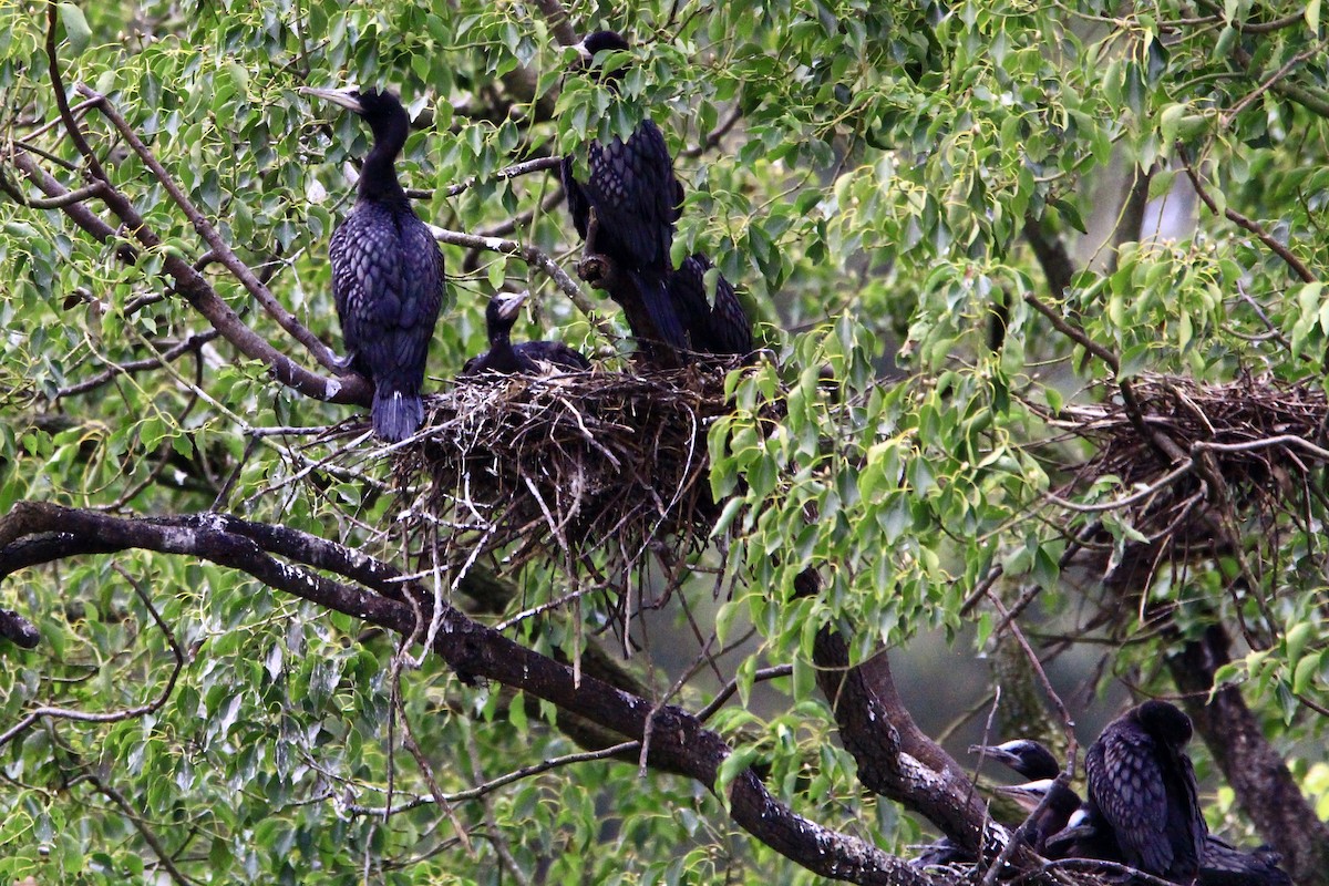 Great Cormorant - ML452326261