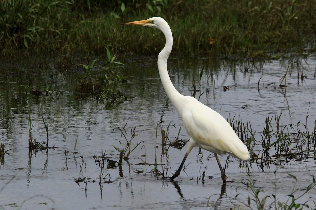 Great Egret - Pauline and Ray Priest