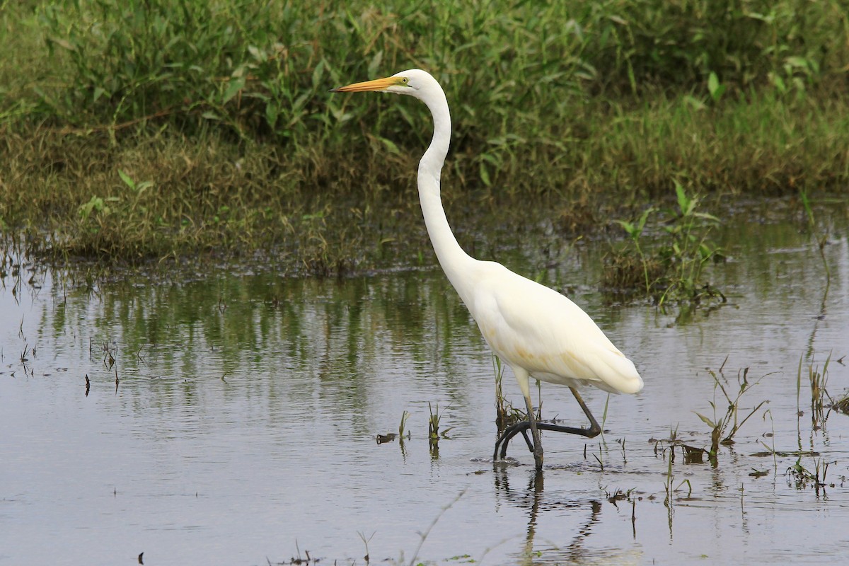 Great Egret - Pauline and Ray Priest