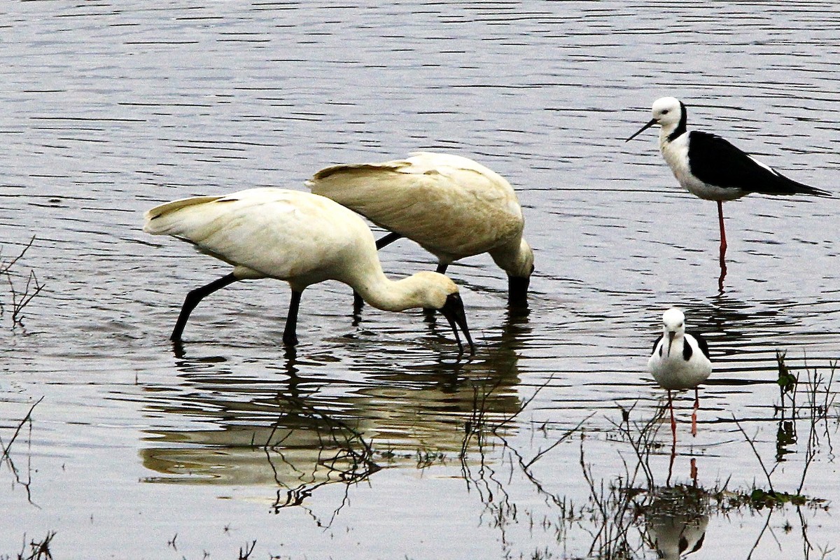 Royal Spoonbill - Pauline and Ray Priest
