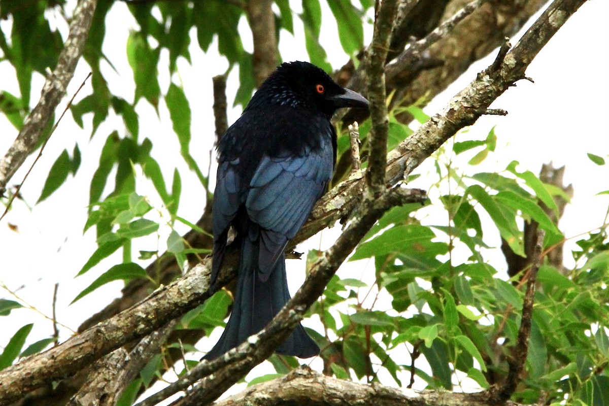 Spangled Drongo - Pauline and Ray Priest