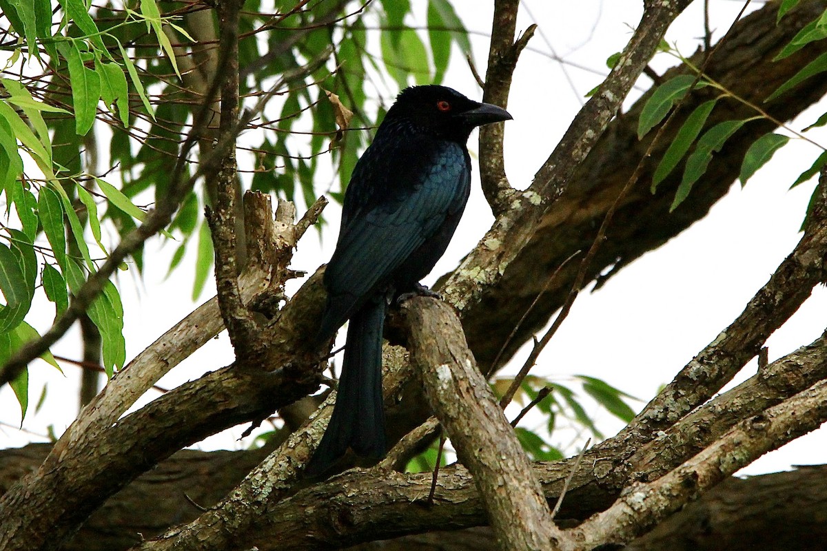 Spangled Drongo - Pauline and Ray Priest