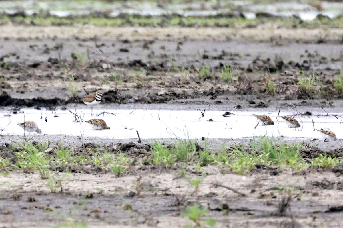 Killdeer - ML452326931