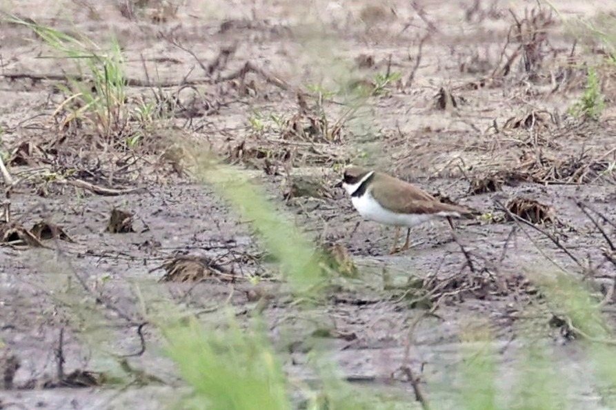 Semipalmated Plover - ML452327041
