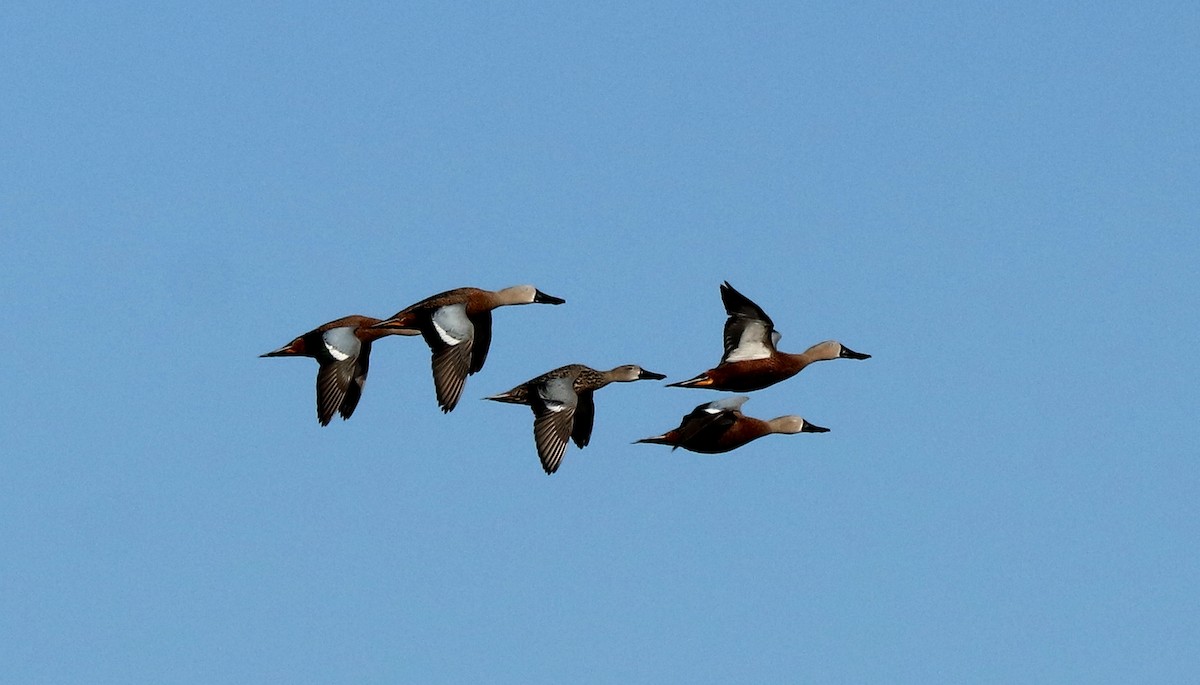 Red Shoveler - ML452329161