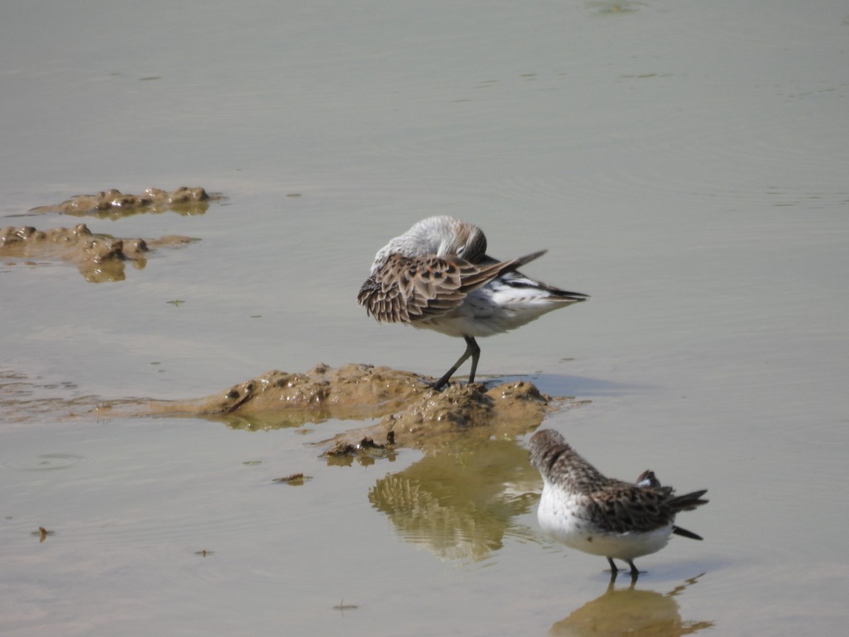 White-rumped Sandpiper - ML452329311