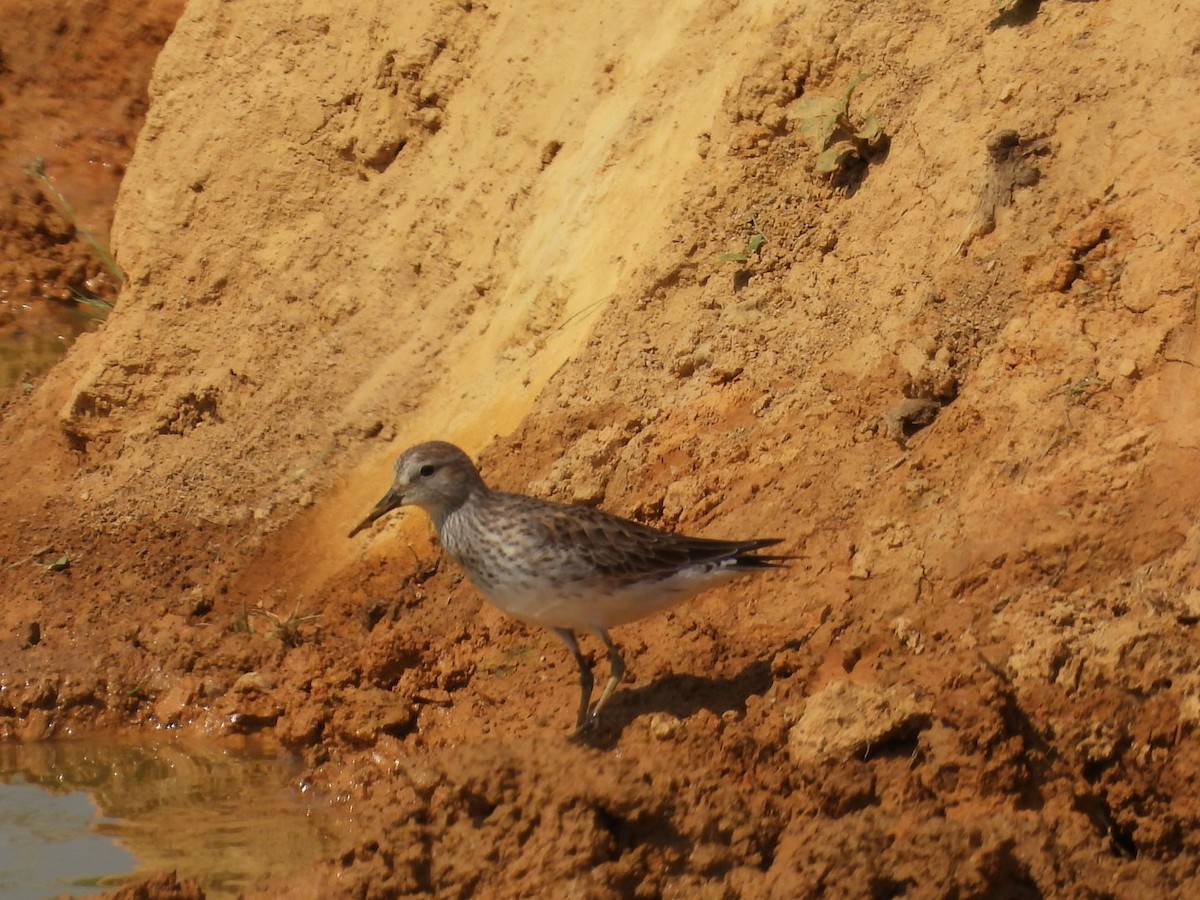 White-rumped Sandpiper - ML452329321