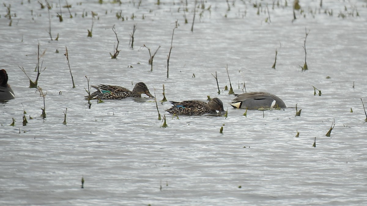 Green-winged Teal - ML452329941