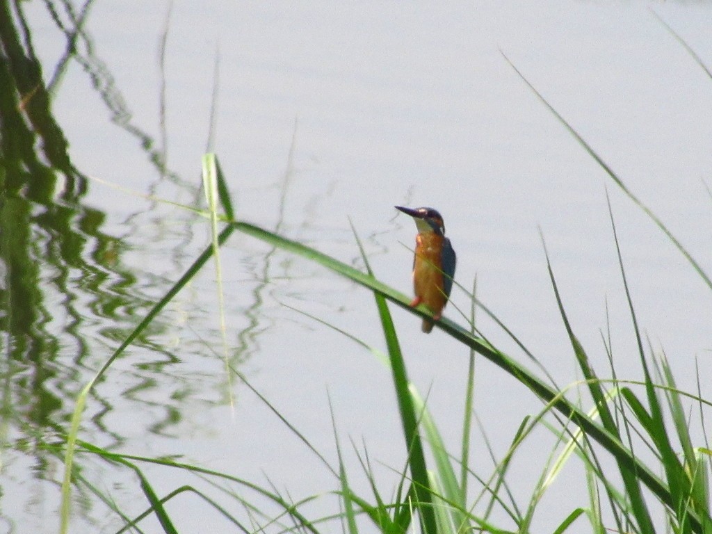 Common Kingfisher - Ángel Dolón