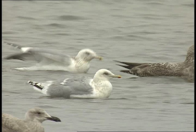 goéland sp. (Larus sp.) - ML452332