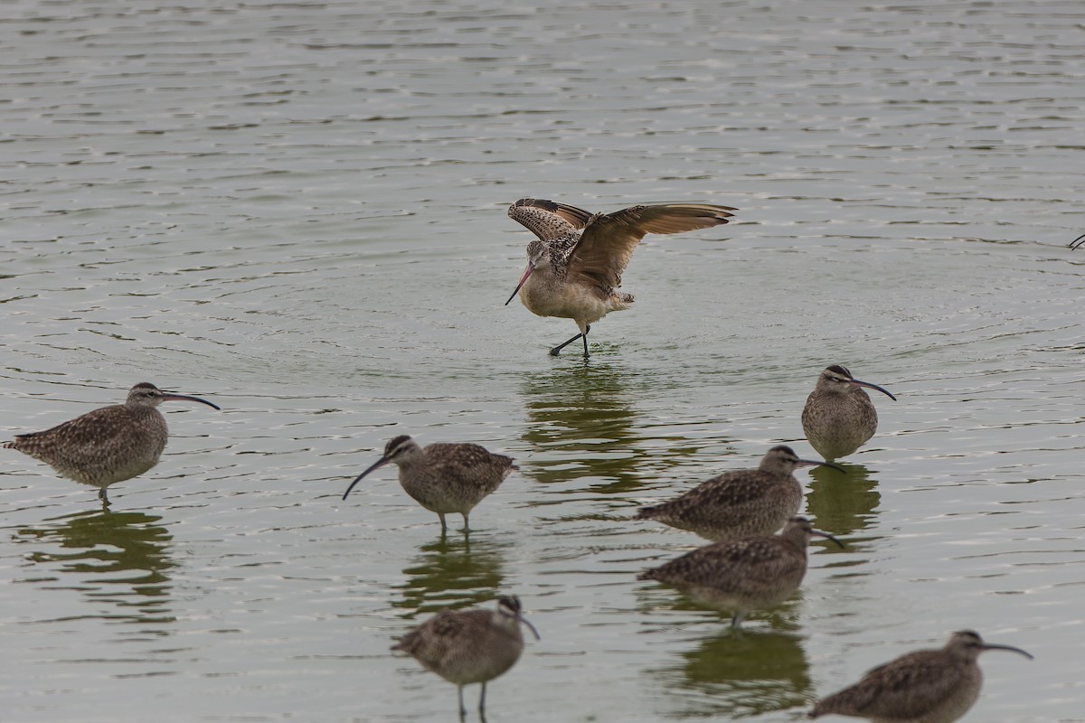 Marbled Godwit - ML452332231